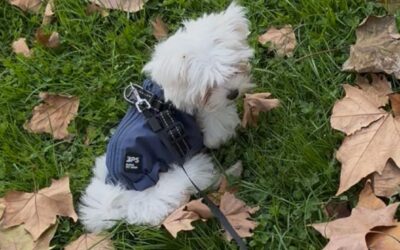 Entrecantos en Tres cantos 16/12/2025