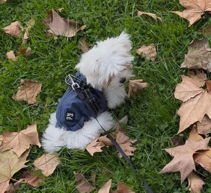 Entrecantos en Tres cantos 16/12/2025