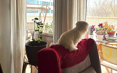 Primera nevada en Entrecantos